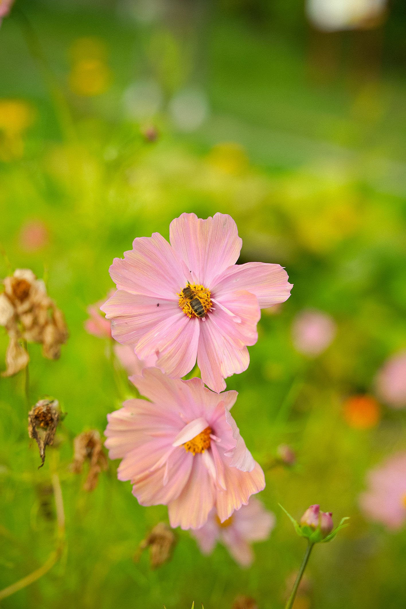 Ett bi pollinerar en rosa rosenskära