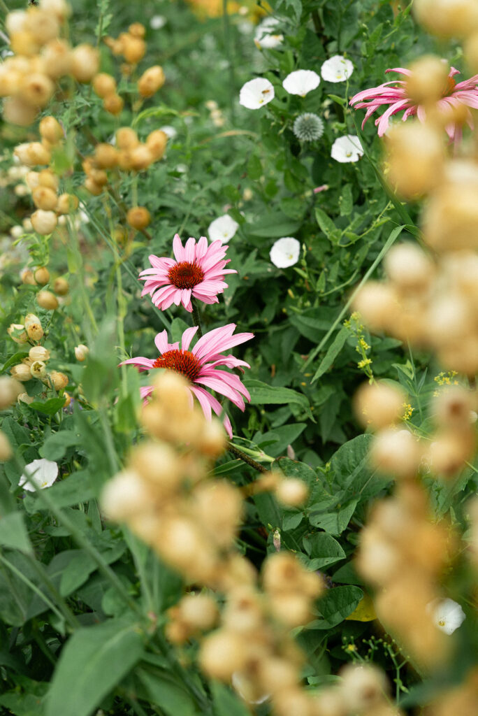 Ett hav av vackra, somriga blommor i en lummig trädgård